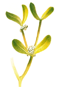The mistletoe plant