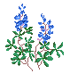 Bluebonnet