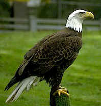 eagle.jpg (16384 bytes)